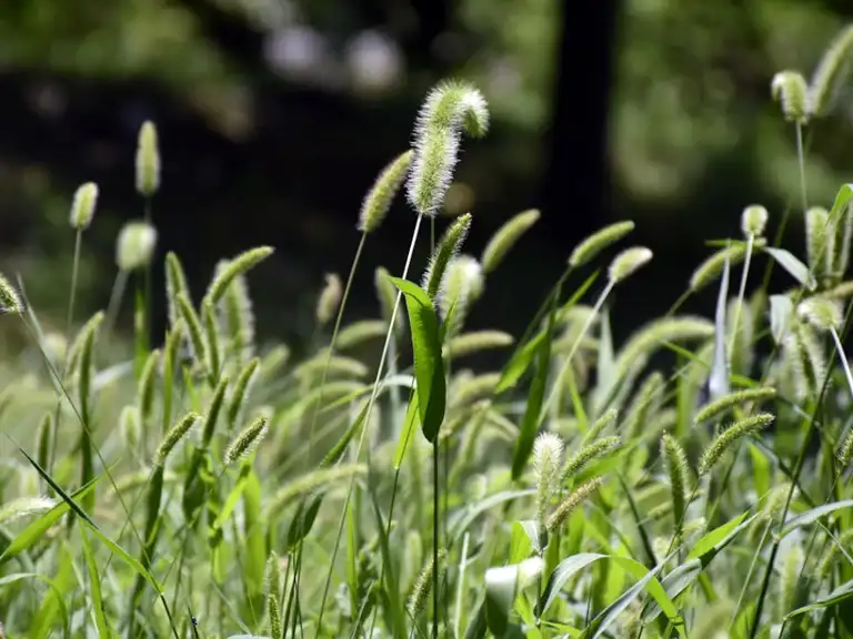 grass pollen count