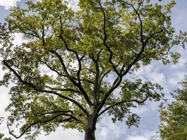 tree pollen count