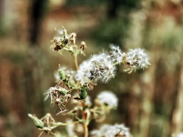 weed pollen count